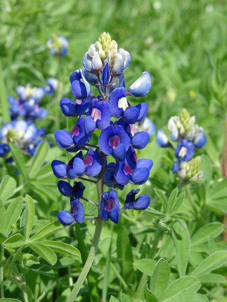 File:Bluebonnet-8100.jpg