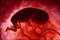 Thumbnail for version as of 10:40, 4 March 2017
